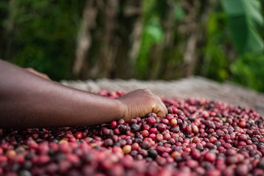 Hands holding freshly harvested coffee cherries surrounded by lush greenery