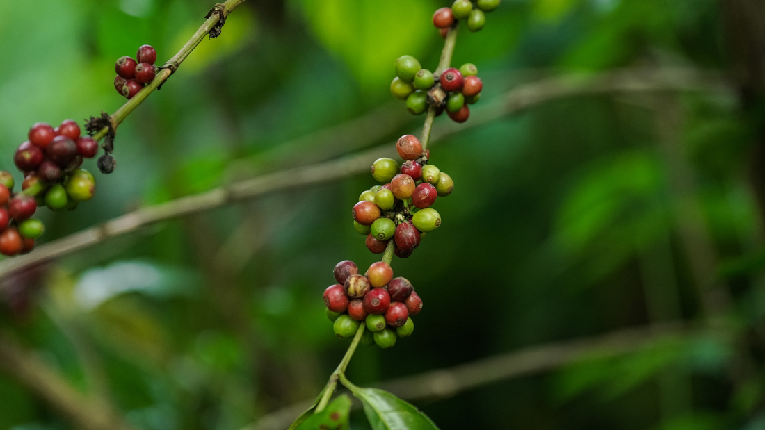 Robusta in 2025: Bold Flavor, Big Impact
